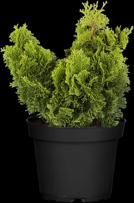 Chamaecyparis obtusa 'Nana Gracilis' (Schijn-cipres 'Nana Gracilis') - afbeelding 31
