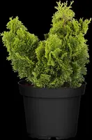 Chamaecyparis obtusa 'Nana Gracilis' (Schijn-cipres 'Nana Gracilis') - afbeelding 31