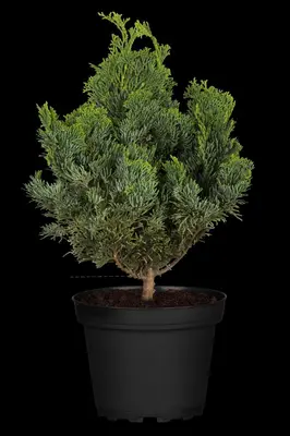 Chamaecyparis obtusa 'Nana Gracilis' (Schijn-cipres 'Nana Gracilis') - afbeelding 36