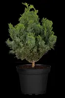 Chamaecyparis obtusa 'Nana Gracilis' (Schijn-cipres 'Nana Gracilis') - afbeelding 36