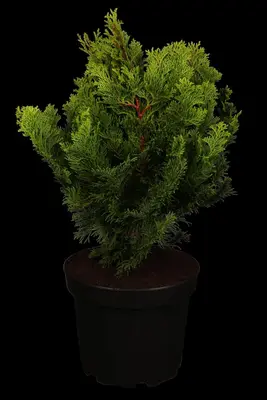 Chamaecyparis obtusa 'Nana Gracilis' (Schijn-cipres 'Nana Gracilis') - afbeelding 2