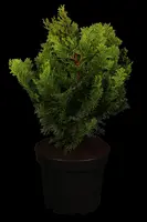 Chamaecyparis obtusa 'Nana Gracilis' (Schijn-cipres 'Nana Gracilis') - afbeelding 2