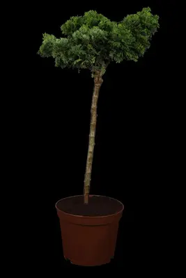 Chamaecyparis obtusa 'Nana Gracilis' (Schijn-cipres 'Nana Gracilis') - afbeelding 4