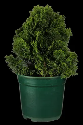 Chamaecyparis obtusa 'Nana Gracilis' (Schijn-cipres 'Nana Gracilis') - afbeelding 5