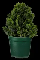 Chamaecyparis obtusa 'Nana Gracilis' (Schijn-cipres 'Nana Gracilis') - afbeelding 5