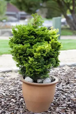 Chamaecyparis obtusa 'Nana Gracilis' (Schijn-cipres 'Nana Gracilis') - afbeelding 11