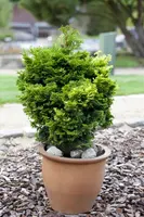 Chamaecyparis obtusa 'Nana Gracilis' (Schijn-cipres 'Nana Gracilis') - afbeelding 11