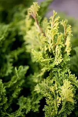 Chamaecyparis obtusa 'Nana Gracilis' (Schijn-cipres 'Nana Gracilis') - afbeelding 13