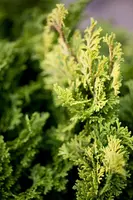 Chamaecyparis obtusa 'Nana Gracilis' (Schijn-cipres 'Nana Gracilis') - afbeelding 13