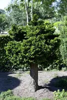 Chamaecyparis obtusa 'Nana Gracilis' (Schijn-cipres 'Nana Gracilis') - afbeelding 14