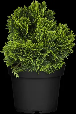 Chamaecyparis obtusa 'Nana Gracilis' (Schijn-cipres 'Nana Gracilis') - afbeelding 16