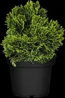 Chamaecyparis obtusa 'Nana Gracilis' (Schijn-cipres 'Nana Gracilis') - afbeelding 16
