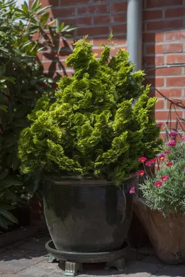 Chamaecyparis obtusa 'Nana Gracilis' (Schijn-cipres 'Nana Gracilis') - afbeelding 17