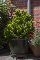 Chamaecyparis obtusa 'Nana Gracilis' (Schijn-cipres 'Nana Gracilis') - afbeelding 17