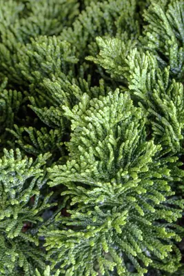 Chamaecyparis obtusa 'Nana Gracilis' (Schijn-cipres 'Nana Gracilis') - afbeelding 20
