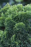 Chamaecyparis obtusa 'Nana Gracilis' (Schijn-cipres 'Nana Gracilis') - afbeelding 23
