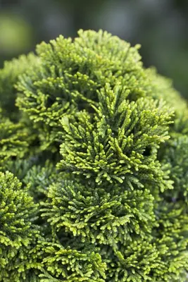 Chamaecyparis obtusa 'Nana Gracilis' (Schijn-cipres 'Nana Gracilis') - afbeelding 25