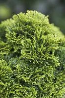 Chamaecyparis obtusa 'Nana Gracilis' (Schijn-cipres 'Nana Gracilis') - afbeelding 25