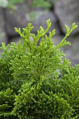 Chamaecyparis obtusa 'Nana Gracilis' (Schijn-cipres 'Nana Gracilis') - afbeelding 29