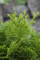 Chamaecyparis obtusa 'Nana Gracilis' (Schijn-cipres 'Nana Gracilis') - afbeelding 29
