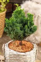 Chamaecyparis obtusa 'Nana Gracilis' (Schijn-cipres 'Nana Gracilis') - afbeelding 33