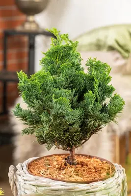 Chamaecyparis obtusa 'Nana Gracilis' (Schijn-cipres 'Nana Gracilis') - afbeelding 37