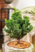 Chamaecyparis obtusa 'Nana Gracilis' (Schijn-cipres 'Nana Gracilis') - afbeelding 37