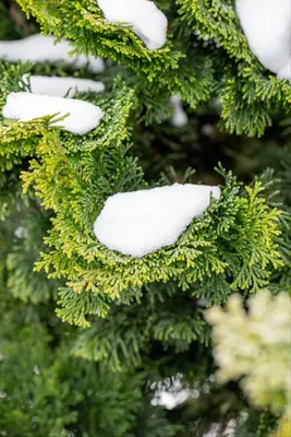 Chamaecyparis obtusa 'Nana Gracilis' (Schijn-cipres 'Nana Gracilis') - afbeelding 42
