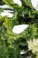 Chamaecyparis obtusa 'Nana Gracilis' (Schijn-cipres 'Nana Gracilis') - afbeelding 42