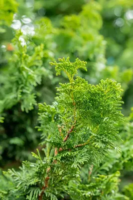 Chamaecyparis obtusa 'Nana Gracilis' (Schijn-cipres 'Nana Gracilis') - afbeelding 44