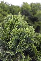 Chamaecyparis obtusa 'Nana Gracilis' (Schijn-cipres 'Nana Gracilis') - afbeelding 15