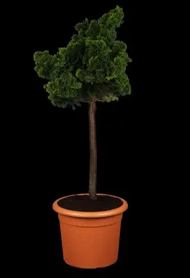 Chamaecyparis obtusa 'Nana Gracilis' (Schijn-cipres 'Nana Gracilis') - afbeelding 3