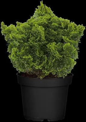 Chamaecyparis obtusa 'Nana Gracilis' (Schijn-cipres 'Nana Gracilis') - afbeelding 21