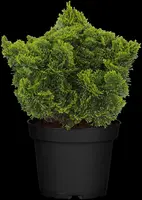Chamaecyparis obtusa 'Nana Gracilis' (Schijn-cipres 'Nana Gracilis') - afbeelding 21