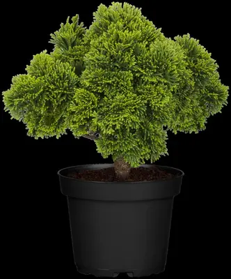 Chamaecyparis obtusa 'Nana Gracilis' (Schijn-cipres 'Nana Gracilis') - afbeelding 22
