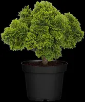 Chamaecyparis obtusa 'Nana Gracilis' (Schijn-cipres 'Nana Gracilis') - afbeelding 22