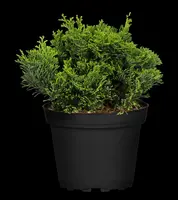 Chamaecyparis obtusa 'Nana Gracilis' (Schijn-cipres 'Nana Gracilis') - afbeelding 32