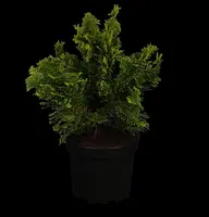 Chamaecyparis obtusa 'Nana Gracilis' (Schijn-cipres 'Nana Gracilis') - afbeelding 1