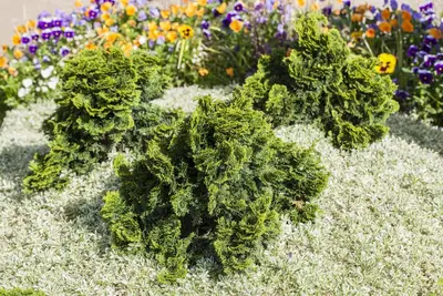 Chamaecyparis obtusa 'Nana Gracilis' (Schijn-cipres 'Nana Gracilis') - afbeelding 8