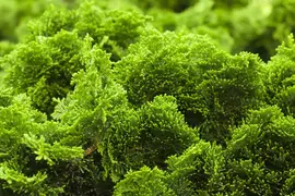Chamaecyparis obtusa 'Nana Gracilis' (Schijn-cipres 'Nana Gracilis') - afbeelding 9