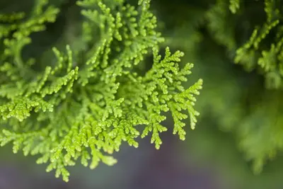 Chamaecyparis obtusa 'Nana Gracilis' (Schijn-cipres 'Nana Gracilis') - afbeelding 10