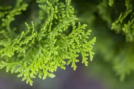 Chamaecyparis obtusa 'Nana Gracilis' (Schijn-cipres 'Nana Gracilis') - afbeelding 10