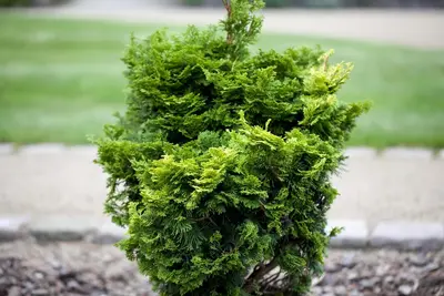 Chamaecyparis obtusa 'Nana Gracilis' (Schijn-cipres 'Nana Gracilis') - afbeelding 12