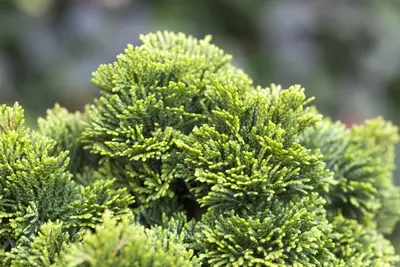 Chamaecyparis obtusa 'Nana Gracilis' (Schijn-cipres 'Nana Gracilis') - afbeelding 24