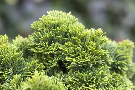 Chamaecyparis obtusa 'Nana Gracilis' (Schijn-cipres 'Nana Gracilis') - afbeelding 24
