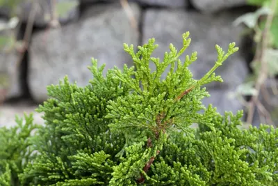 Chamaecyparis obtusa 'Nana Gracilis' (Schijn-cipres 'Nana Gracilis') - afbeelding 27
