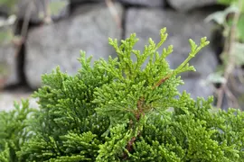 Chamaecyparis obtusa 'Nana Gracilis' (Schijn-cipres 'Nana Gracilis') - afbeelding 27