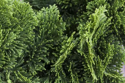 Chamaecyparis obtusa 'Nana Gracilis' (Schijn-cipres 'Nana Gracilis') - afbeelding 28