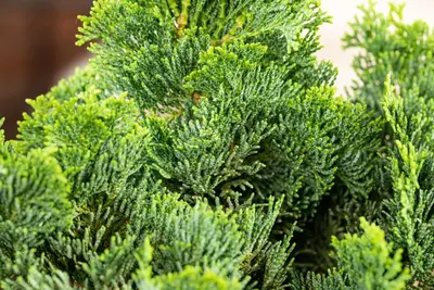 Chamaecyparis obtusa 'Nana Gracilis' (Schijn-cipres 'Nana Gracilis') - afbeelding 34