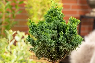 Chamaecyparis obtusa 'Nana Gracilis' (Schijn-cipres 'Nana Gracilis') - afbeelding 35